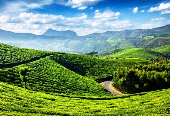 Tea Garden - Tea Estate - Thoughts In Words