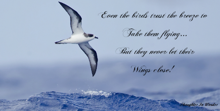 Quotes: Flying Bird - Thoughts in Words