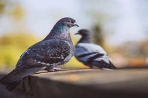 Birds