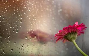 Rains